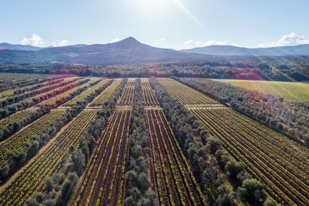 Poggio al Tesoro vineyard, Allegrini, Bolgheri, Italy